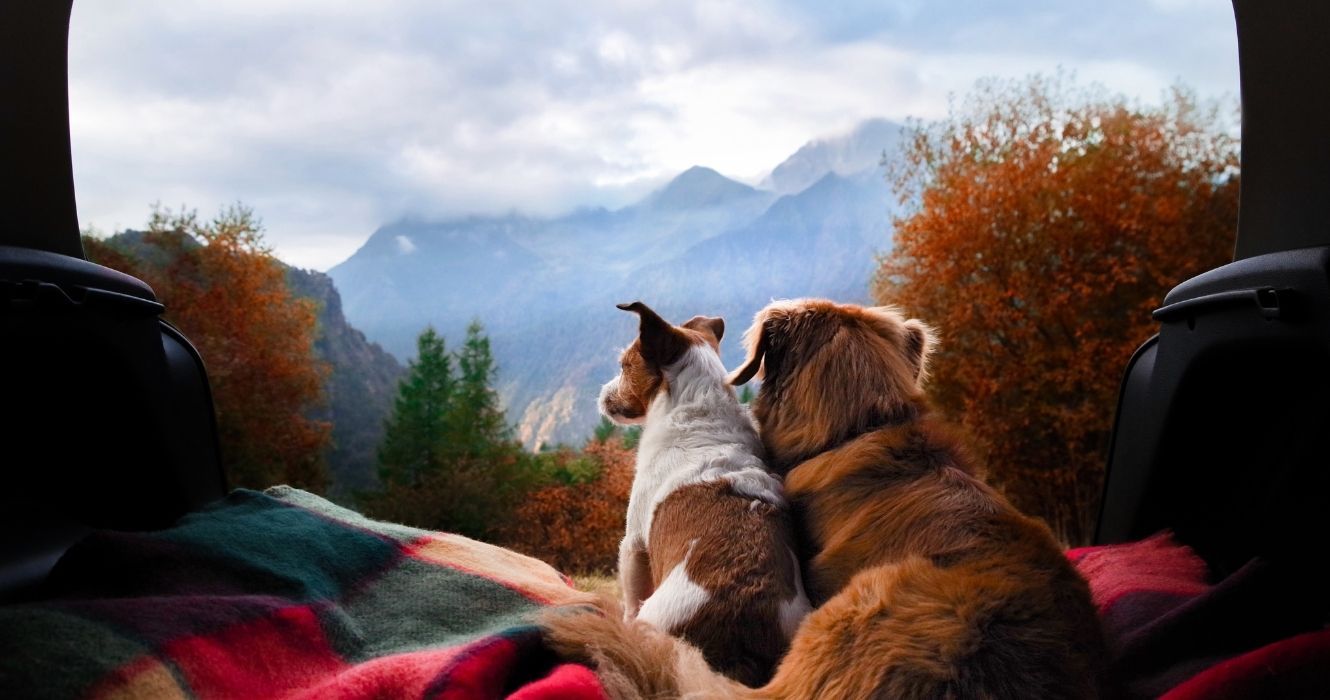 dois cachorros no banco de trás de um carro olhando para as montanhas