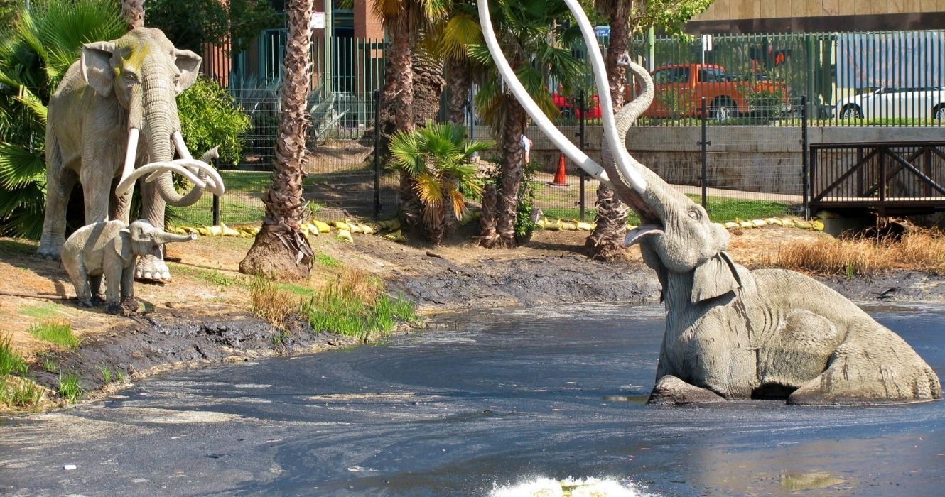 Poços de alcatrão de La Brea: veja fósseis da era do gelo no centro de Los Angeles 3 uma exibição de um mamute preso no lago nos poços de alcatrão de la brea